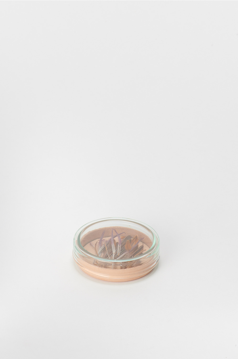 petri dish M 詳細画像 natural 1